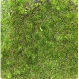 y13705 庭園造景-人工草皮- 綠青苔草皮(方形)